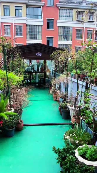 二月二龙抬头又恰逢春风,三角梅都出来啦,只等赏花喽#露台花园 #我的花花世界