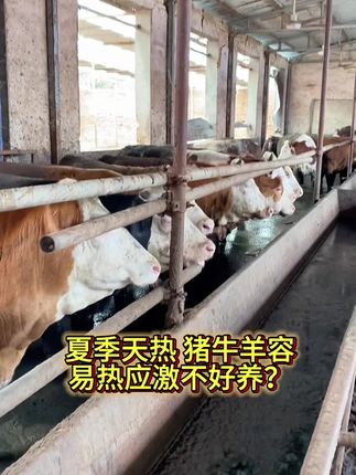 #牛羊养殖 #养牛技术 #农村养牛 #合畜 合畜冰爽一夏