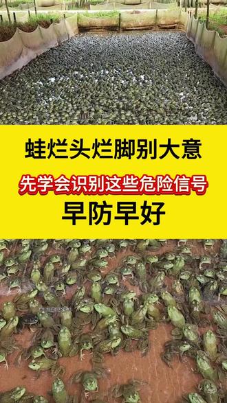 蛙烂头烂脚别大意!先学会识别这些危险信号,早防早好。 #牛蛙蝌蚪养殖技术 #水产养殖技术 #黑斑蛙养殖技术 #青蛙养殖技术 #石蛙养殖
