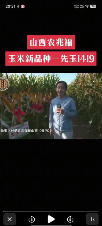 要想高产就种登海先锋玉米,先玉1419抗病,抗倒,抗旱 。