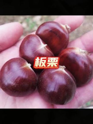 #板栗 #板栗推荐 #板栗分享 #栗子推荐 #燕山板栗 迁西板栗生板栗油栗子燕山板栗板栗