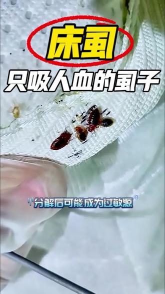 家里为什么会长床虱?这个身体扁平只吸血的虫子就是床虱,也叫做臭虫。床虱生命力极强,没血吸也能活好几个月,所以它们不是凭空出现的,而是通过以下情况潜入家里的:旅行携带、二手家具、邻居传播、宠物或访客。床虱夜间吸血,通常5-10分钟,因唾液含麻醉成分,叮咬时无痛感。早晨会发现身上出现直线或之字形排列的红色丘疹,剧痒难忍。搔抓易导致细菌感染。床虱的其粪便和蜕皮分解后可能成为过敏原,诱发呼吸道不适。由于床虱极难清除且易扩散,所以可以选择这款臭虫专用杀虫剂,快速有效的灭防#臭虫怎么来的 #床虱怎么彻底去除 #床虱的危害 #床虱防治方法 #床虱科普