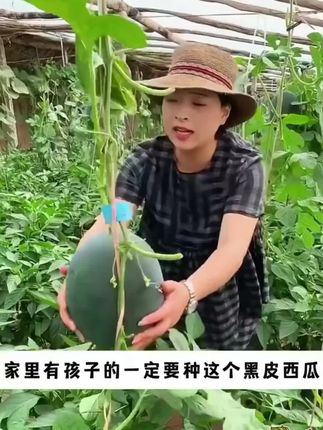 #黑皮西瓜 #黑皮 #黑皮西瓜种子 #脆甜 #汁水饱满