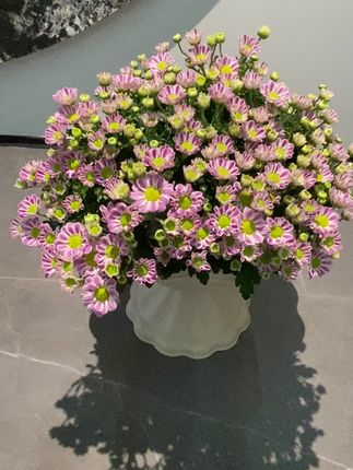 #荷兰菊盆栽 #爱生活爱养花 鲁一尼
