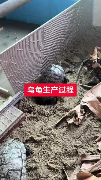 乌龟生产过程#乌龟下蛋#挖龟蛋#乌龟培育