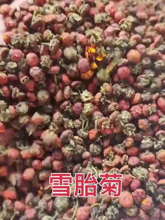 昆仑雪菊雪山雪胎菊高寒高海拔采摘头茬新花泡水