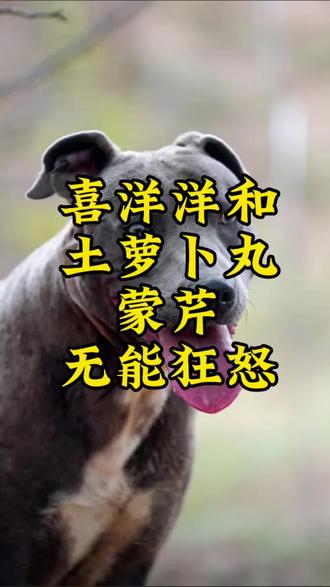 喜洋洋 和土萝卜丸 蒙芹在一边无能狂怒(视频提供:@洋聪。 )#西北刀客喜洋洋#护农猎犬#无能狂怒@西北刀客-公益护农 @西北刀客-机油手 @西北刀客-徐晒晒 @西北刀客摄影-李