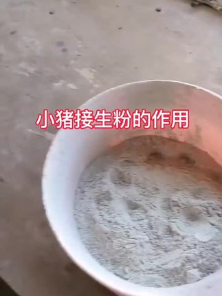 小猪接生粉的作用是什么?#小猪接生粉 #小猪爽身粉 #每天分享养猪知识 #仔猪 #三农养猪人