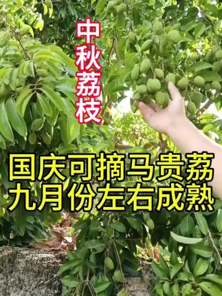 马贵荔目前国内最晚熟的荔枝品种,不看气候哪里,这个品种到你们哪里就是最晚熟的,比平常品种晚熟一到两个月,这个品种不值得你种上一棵吗。#三农 #抖音新农人 #果树种植 #新农人计划 #抖音助农