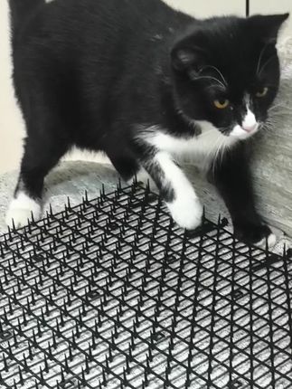 无处安放的小脚#沙发防猫刺垫#防猫刺垫#防猫刺#美美桑内