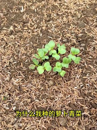 #稻谷壳 #稻壳 #农业种植 #三农种植技术 #种植技巧