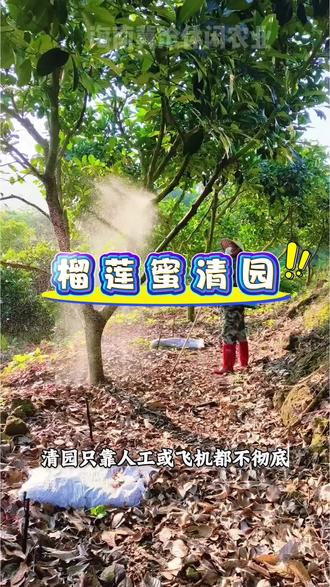 榴莲蜜清园别再乱打药了!
人工+飞机结合,轮换用药防抗性,
安全又彻底,老树新树都适用。
配比公式、喷施重点、禁忌一次讲清,
果农朋友直接照着做就行。
#榴莲蜜 #石硫合剂 #果树种植管理 #助力三农增产增收 #海南冀沧休闲农业