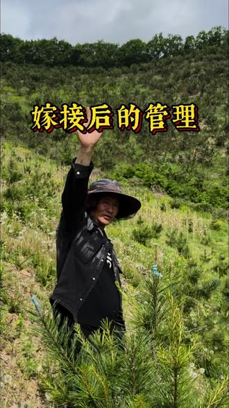 东北松塔哥有嫁接团队,修剪管理团队,提供优中繁优的精品接穗,会让你的林地成为标杆精品林,让你尽早受益。