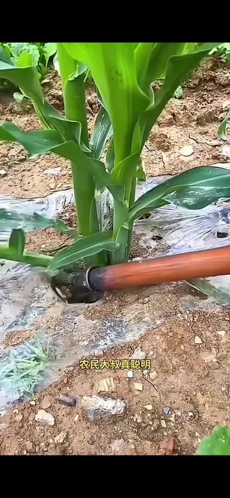 【玉米掰丫神器】农用除苗打叉工具 - 免弯腰 #田间管理# 种植工具 #苞米打理# 红薯掐腕用具