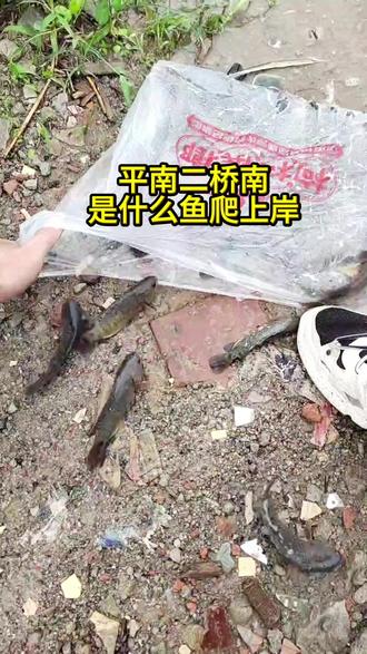 平南二桥南是什么鱼爬上岸 #暴雨 #暴雨过后 #捞鱼