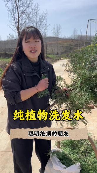 聪明绝顶的朋友一定要看过来,感受一下植物洗发水的魅力#纯植物洗发水 #手工洗发水 #孕妇洗发水 #侧柏叶煮水洗头 #何首乌生姜洗发水