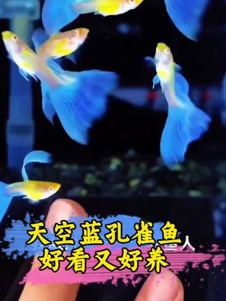 身披天蓝色晚礼服,往鱼缸里一丢,就跟在跳水中芭蕾,身姿优雅灵动,比蓝水晶还耀眼#天空蓝孔雀鱼#孔雀鱼#养鱼日记