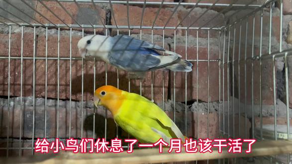 休息一个月的种群继续干活孵化生蛋
#流星孵化器#人工孵化#牡丹鹦鹉#玄凤鹦鹉#小飞碟孵化器