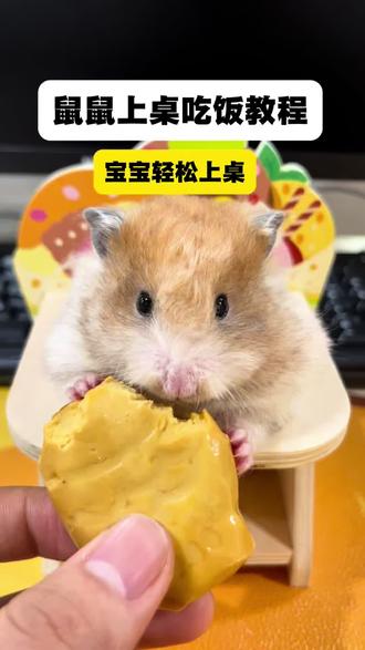 仓鼠宝宝上桌吃饭教程 #养鼠熊日常分享 #金丝熊#仓鼠#萌宠出道计划 #养鼠新手
