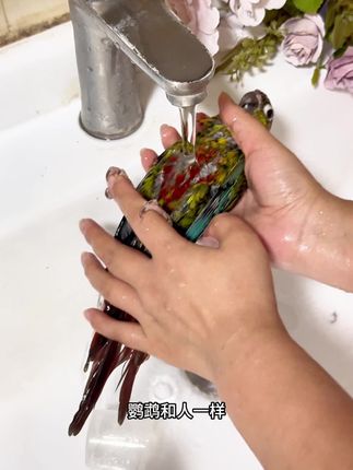 一段时间不洗澡就有股鸡味,用这款沐浴露给小鸟洗个大澡,靓羽留香,洗完香喷喷#萌宠 #手养鸟 #鹦鹉用品 #鹦鹉沐浴露 #鹦鹉