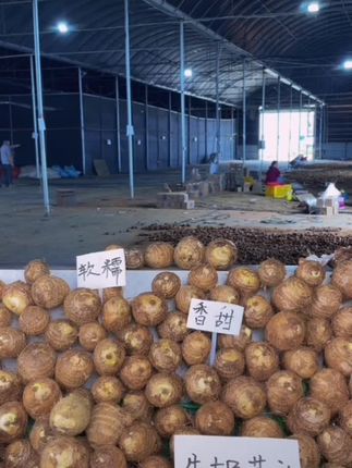 云南新鲜牛奶小芋头整箱3斤5斤9斤1斤农家自种毛芋头牛奶芋头香#芋头#奶芋头#牛奶芋头#农产品