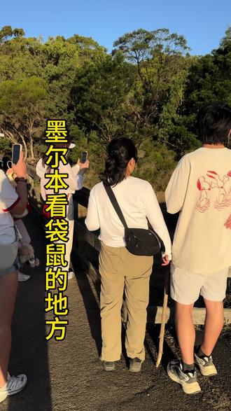 墨尔本免费看袋鼠的地方#墨尔本#袋鼠#澳大利亚#野生动物零接触