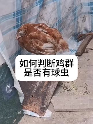 #养鸡人#球虫#鸡球虫#养鸡技术