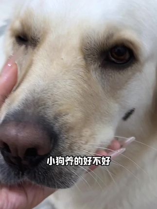 想让小狗眼睛亮亮的,真的可以试试!#萌宠好物 #唯特适 #养狗经验分享 #科学养宠攻略 #新手养狗