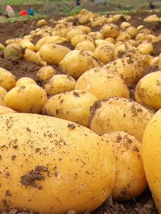 甘肃黄皮黄心土豆🥔🥔🥔#甘肃 #定西 #土豆
