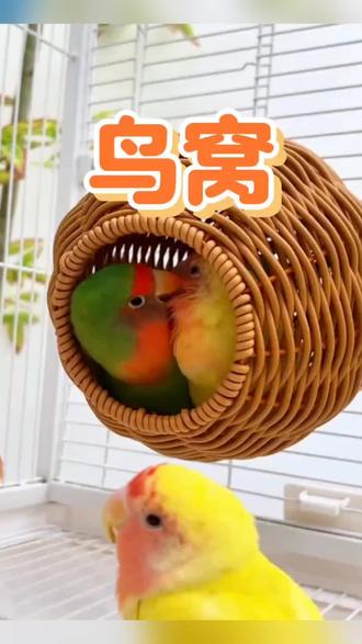 仿藤编鸟窝鹦鹉窝藤条耐咬夏季四季通用牡丹玄凤虎皮#鸟窝#夏季鸟窝#仿藤编鸟窝#四季鸟窝#好物推荐