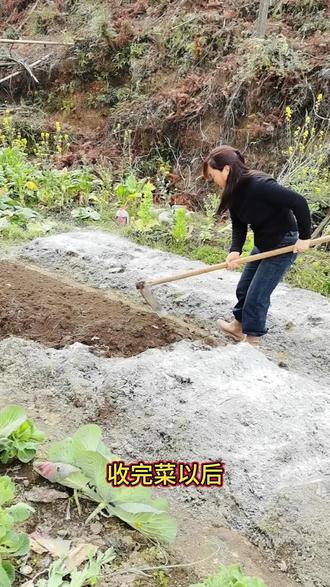 收完菜后不要马上种下一茬菜,种了一季的菜土里很多虫卵,要先撒点生石灰杀杀菌灭虫卵。晒晒太阳在种菜。#分享你的蔬菜种植小妙招