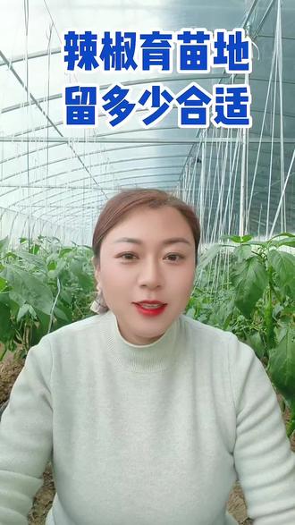 辣椒育苗地,留多少合适!#辣椒 #辣椒种植 #辣椒种植技术 #育苗 #来抖音学农技
