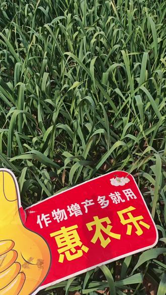 惠农乐使用和未使用的对比#红霸 #红霸助力丰收
