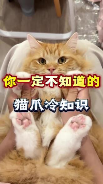 你一定不知道的猫爪冷知识!#养猫注意事项 #养宠知识 #猫咪#养猫人#萌宠