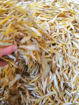 快快快!小鱼干来大活动了,真是好吃又下饭!#小鱼干 #晒西鱼干#鱼干#下饭神器