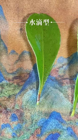 关于春花的叶子 花友们,还有可以补充的叶型吗#叶子 #多样性 #贺新年喝国缘