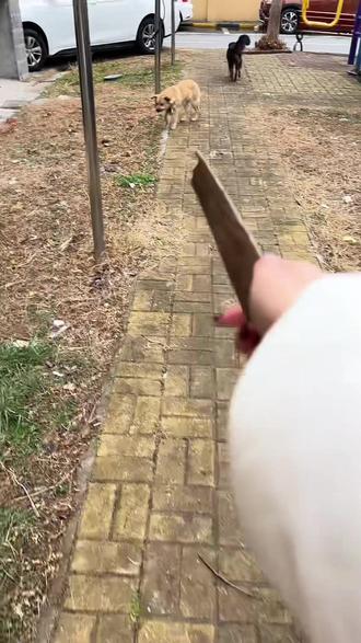 二对二,两只公狗争母狗!黑狗趁我不在就咬蛋蛋!今天被我赶上了!#民间实拍 #不养狗的人怎能体会这份乐趣 #萨摩耶