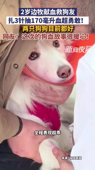 2岁边牧献血救狗友,扎3针抽170毫升超勇敢!两只狗狗目前都好,网友:这次的狗血故事很暖心!#楚希