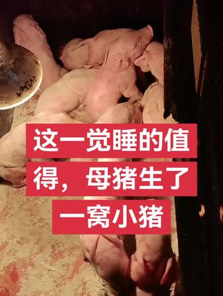 #三农养殖 #母猪产仔 #养猪人不容易 @养猪雪儿
