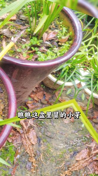 家里的小兰花,香味浓郁!