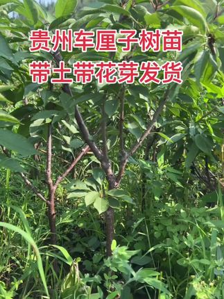贵州车厘子树苗 #车厘子树#贵州车厘子#车厘子树苗#贵州车厘子种植技术#贵州车厘子种植基地
