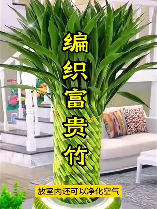 富贵竹盆景,四季常青,摆在卧室、客厅、书房都超合适,新手懒人也能轻松养护,赶紧入手吧!#好物推荐🔥 #富贵竹#水培植物 #净化空气