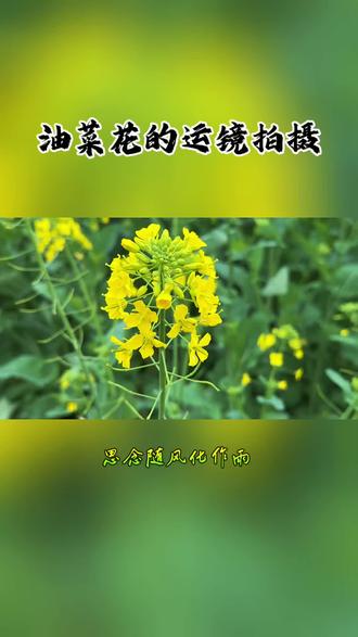油菜花几种拍摄运镜技巧#油菜花海织就田园画卷 @抖音小助手 @楠风教剪辑