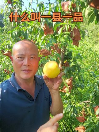 为帮果农一拥而上,解决盲目种植,造成果多伤农,亏本经营,我特意推出打造3亩小果园示范基地,面对面帮扶服务! #助力果农 #果树种植 #我为家乡农产品代言 #黑涞醉桃 @一县一品