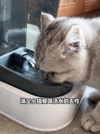 有了它,上班族再也不用担心了!#萌宠好物 #养猫新手 #科学养宠攻略 #自动喂食器 #宠物自动喂食器
