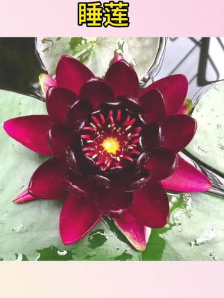 #水培睡莲 #花卉绿植 #好养盆栽 睡莲水培植物四季户外水养水莲花花卉荷花种孑带花苞耐寒小睡莲根#绿色植物 #好物分享