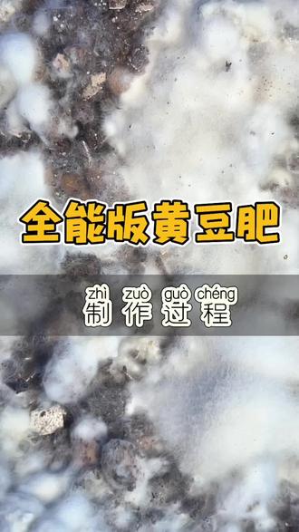 🍀全能版营养更丰富的黄豆肥 这款肥料的材料比例我放在视频里了,黄豆发酵完成后就是类似豆豉的气味,颜色也类似。这款肥料可以给瓜果做底肥,也可以每个月追肥一次,用了这样的有机肥不怕你种的瓜果不甜不好吃啦!#黄豆肥 #自制有机肥 #有机肥制作 #有机种植水果 #记录我的种植生活