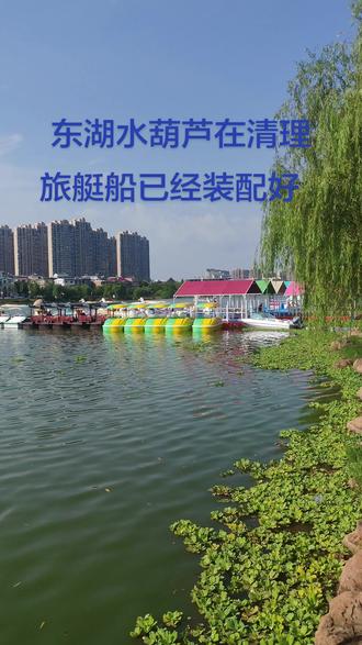 水葫芦是一种水草,七八月份生长繁殖迅速,对湖水有清理功能! 但发展太快,起风弄的湖面都是,影响美观!今天虽然天气热,为了水质环境好,在清理,用挖机有网个拉走了几车,相信东湖环境会越来越好,另旅艇,鹅船,非常漂亮,都已经装配好,要不了几天可以来玩!家乡越来越美丽!