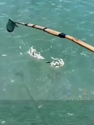 可折叠式抬网,开放式鱼网#虾笼鱼网 #捕鱼 #抖音钓鱼