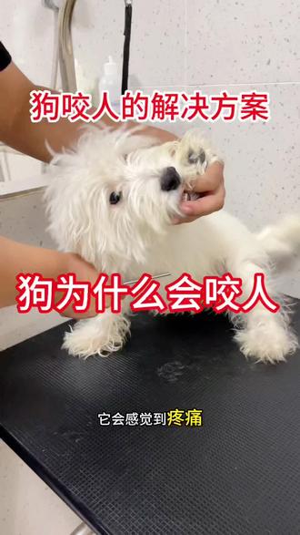 狗为什么咬人和狗咬人的解决方法 #科学养宠攻略 #训犬 #训练狗狗 #广州训犬